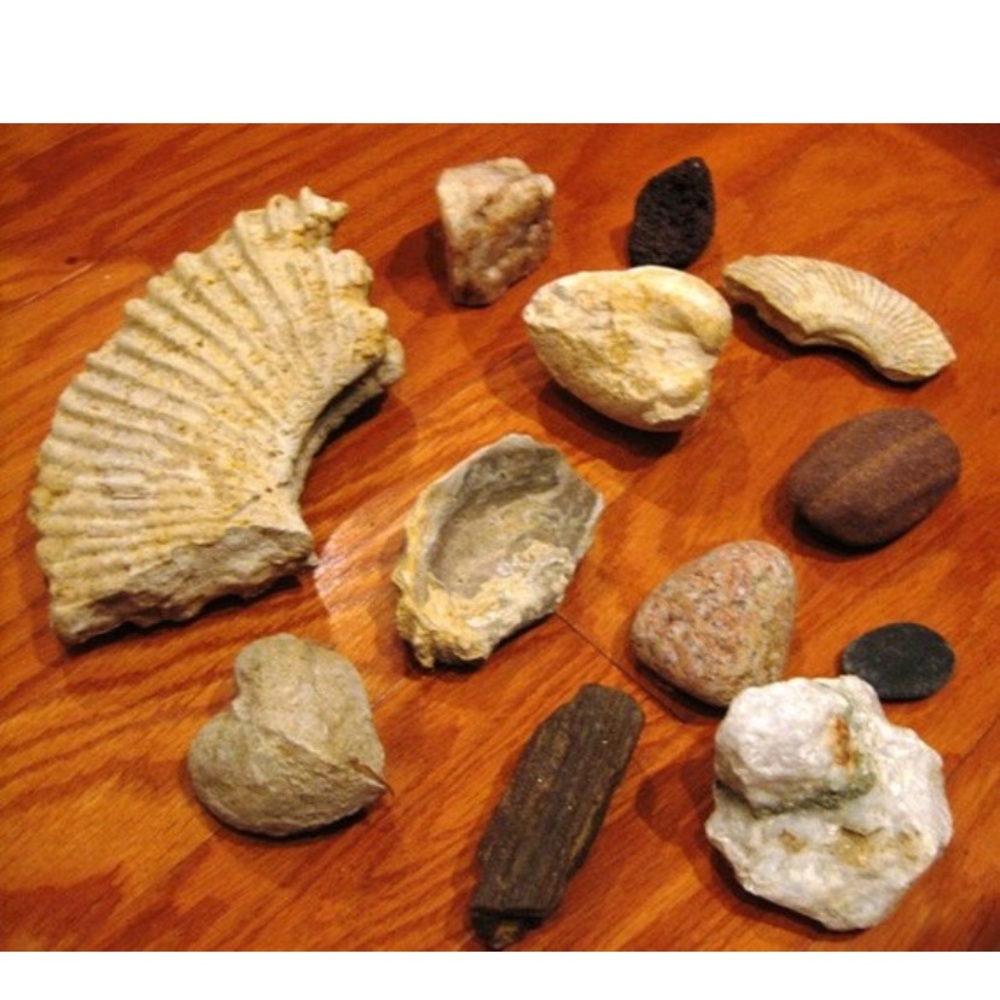 Instant Fossil/Rock Collection Lot 2 (Including 2 Pelecypod Fossils)